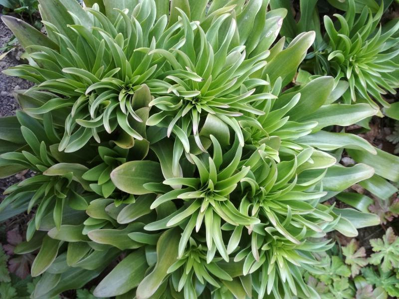 Liliom tavaszi levélkoszorúja