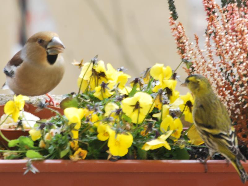 Meggyvágó zöldike