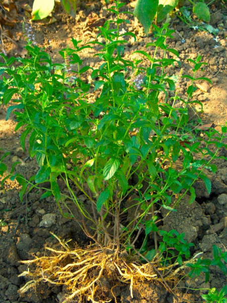 A borsmenta gyökérsarjai