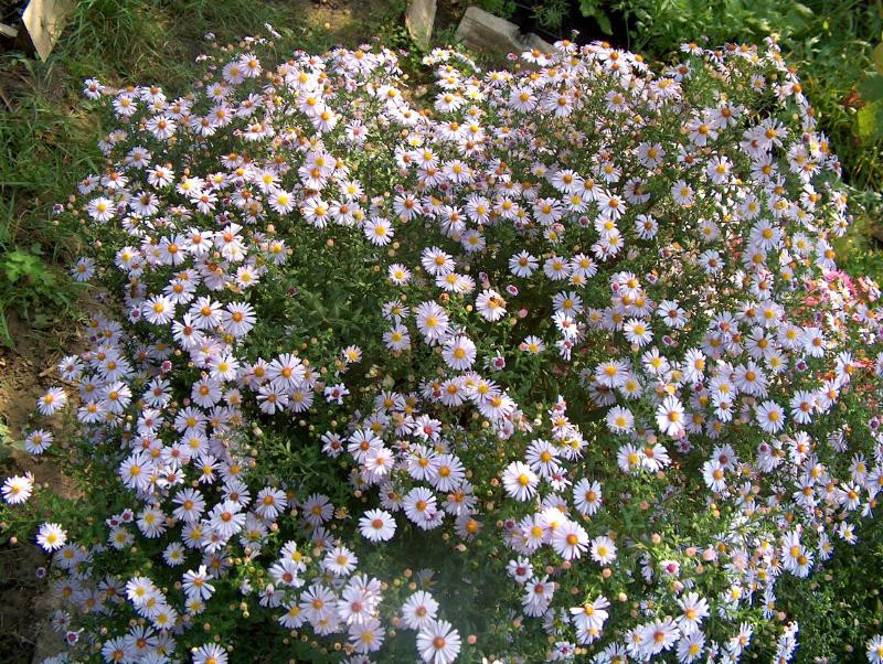 Aster novi-belgii