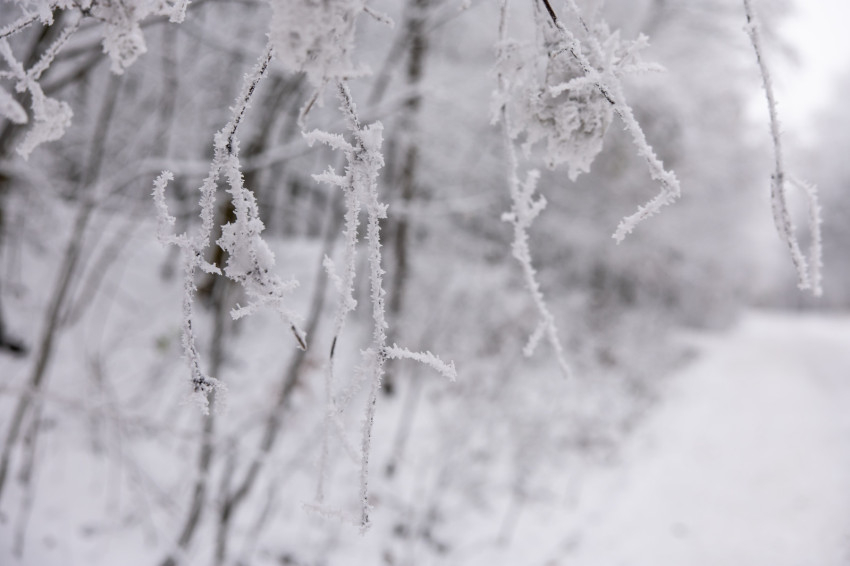 Fotó: Lambert Attila