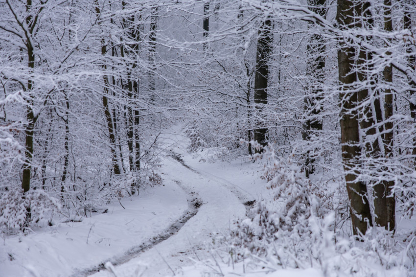 Forrás: Lambert Attila
