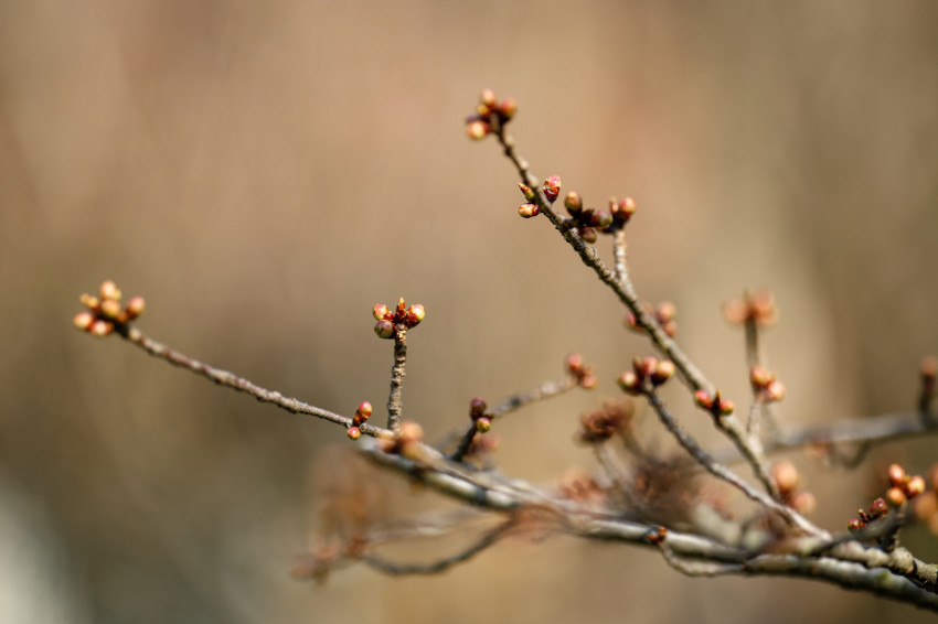 Forrás: Merényi Zita