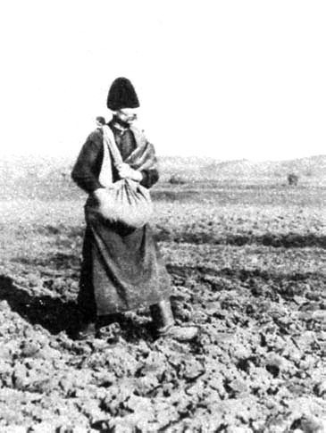 Őszi gabonavetés Nógrád megyében (Forrás: Magyar néprajzi lexikon)