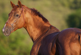 A kisbéri félvér – A Győri Egyházmegye természetvédelmi értékei